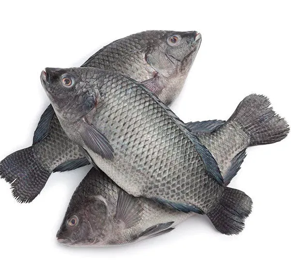 Kariba Bream